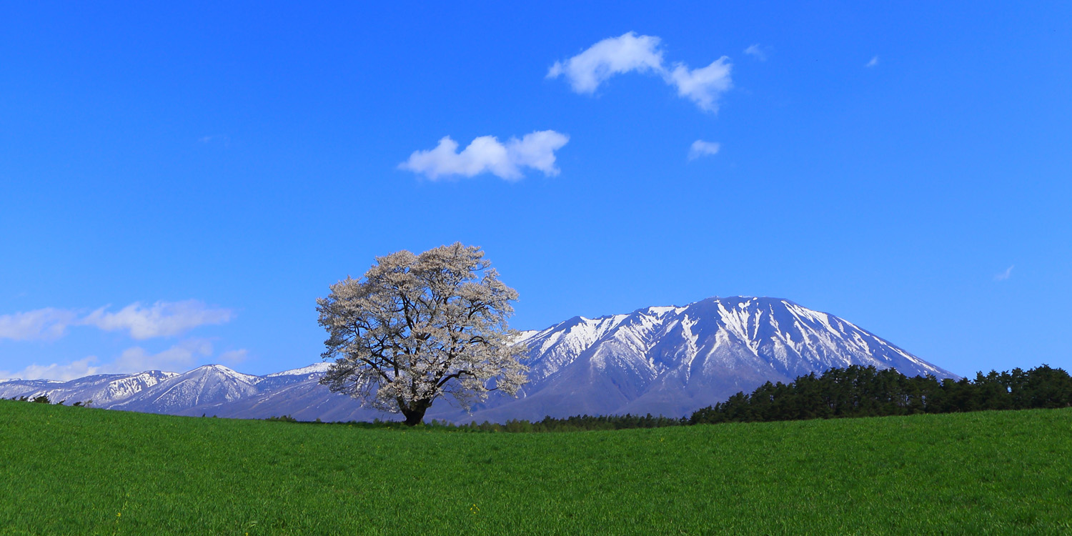 岩手山と一本桜